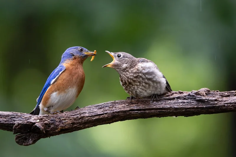 Nourrir un oisillon mésange : le piège à éviter absolument