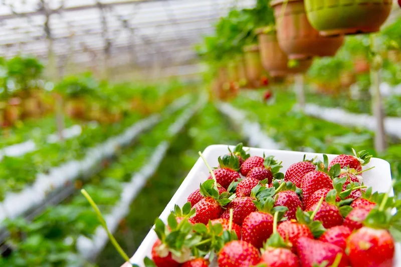 Du stolon à la fraise : le cycle de croissance pas à pas