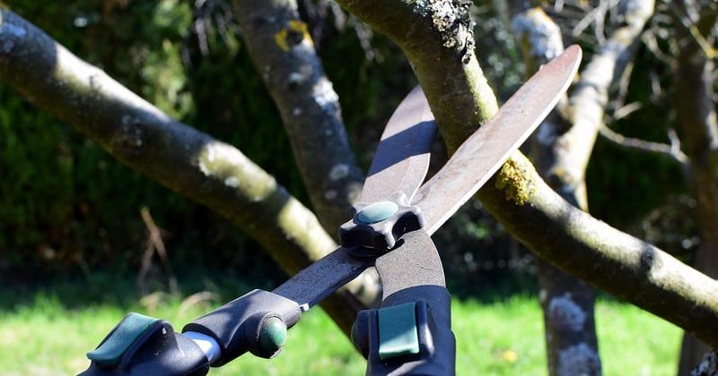 Quel est le meilleur sécateur de jardin ? Notre comparatif