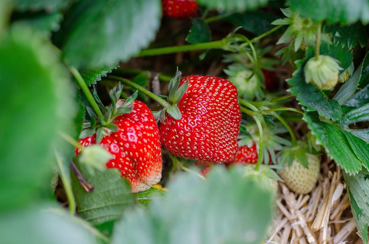 Découvrez comment poussent les fraises en 2026 : astuces et conseils pratiques