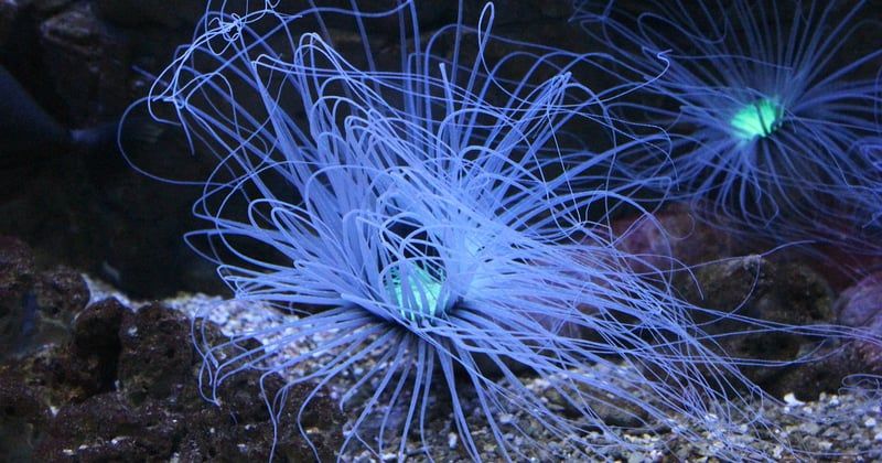 Pierre naturel aquarium : le guide ultime pour un décor sublime