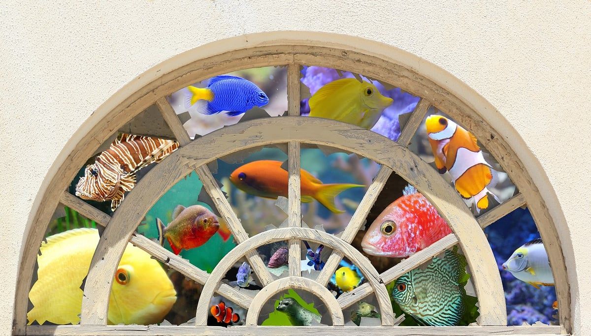 Comment mettre des pierres dans un aquarium : guide complet 2026