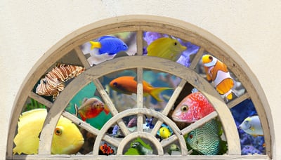Comment mettre des pierres dans un aquarium : guide complet 2026