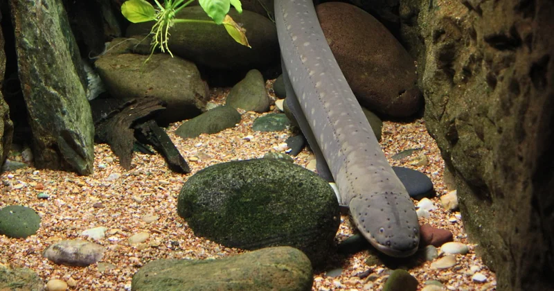Pierre aquarium au kg : combien prévoir, et à quel prix ?