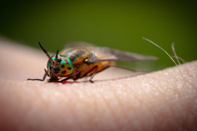 Quels insectes piquent la nuit : le guide complet 2026 pour les identifier