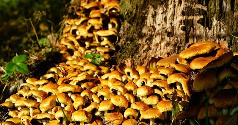 Ce champignon ressemblant à la mérule qui peut vous tromper