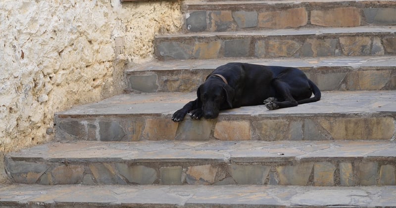 Monte-escalier Stannah : prix, tarifs et devis pour bien choisir