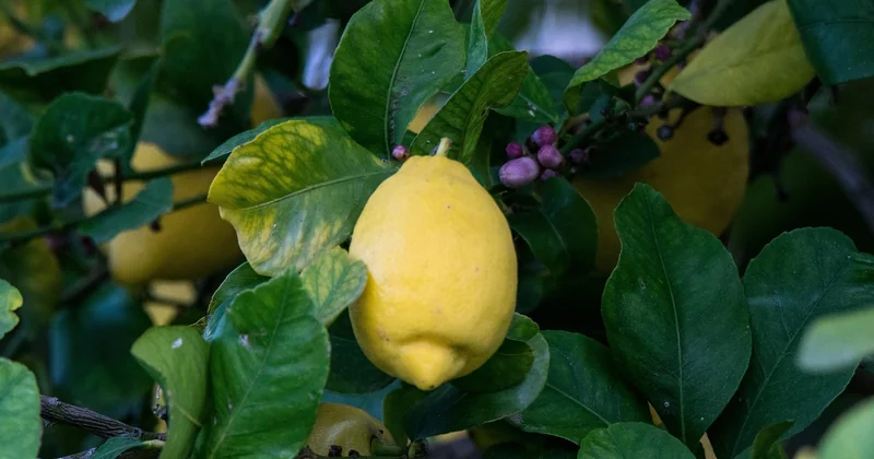 Feuilles recroquevillées : ce que votre citronnier essaie de vous dire