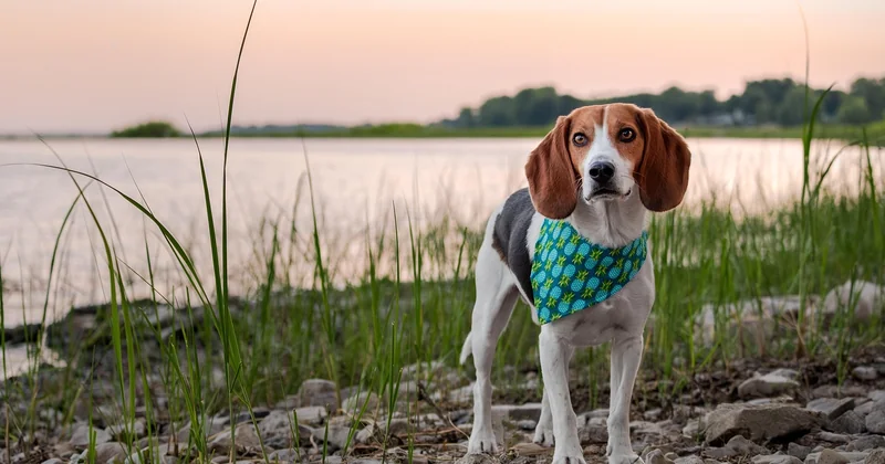 Détection canine ou traitement : ne confondez pas les deux budgets