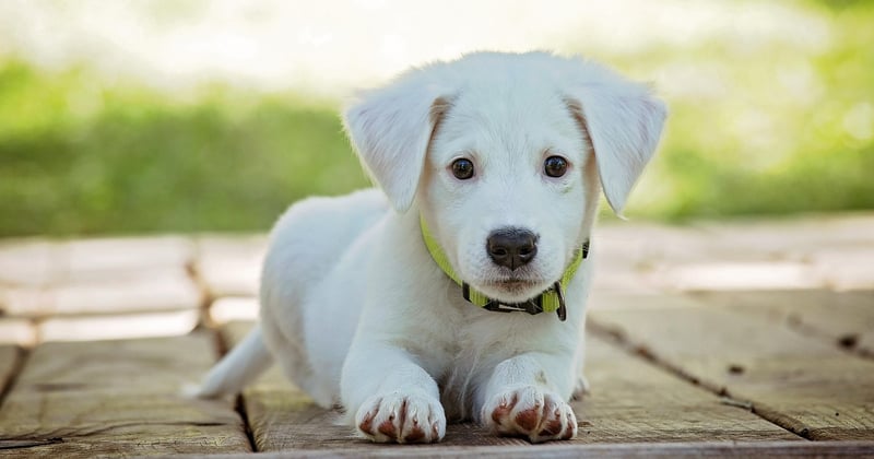 Combien coûte un chien détecteur de punaise de lit ? Le vrai prix dévoilé