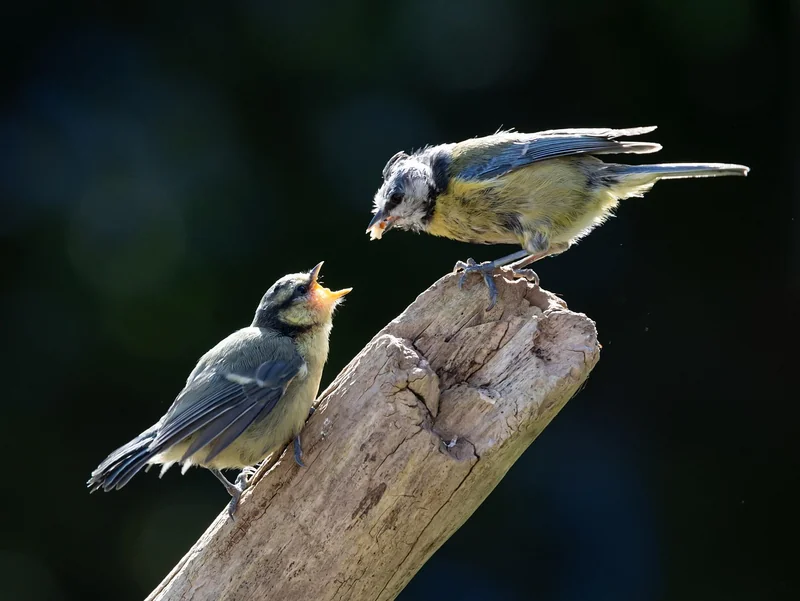 Quand intervenir… et quand laisser faire