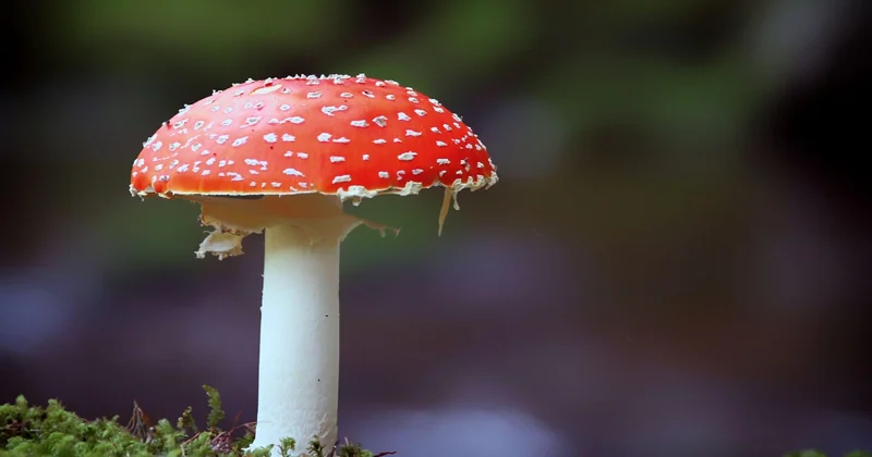 Quelle est la différence entre la mérule et le coniophore ?