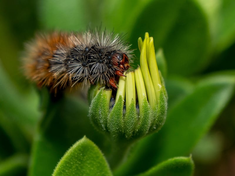 chenille