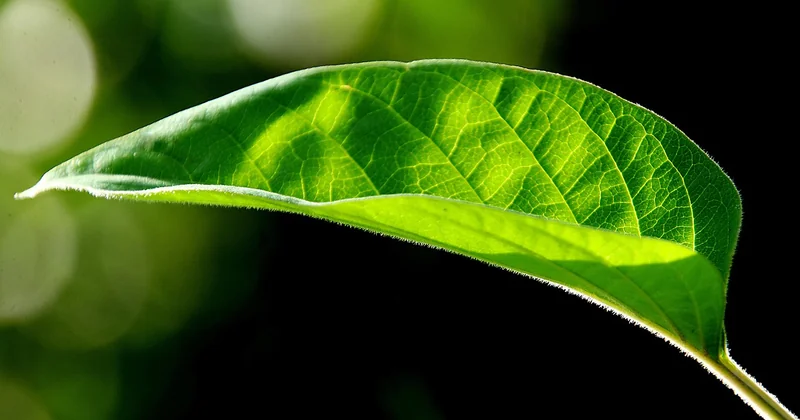 Livraison : ce que les avis ne disent pas sur les plants fragiles